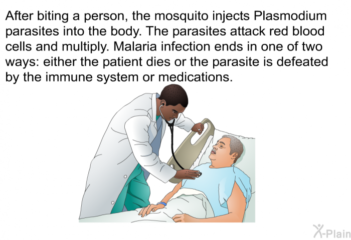 After biting a person, the mosquito injects Plasmodium parasites into the body. The parasites attack red blood cells and multiply. Malaria infection ends in one of two ways: either the patient dies or the parasite is defeated by the immune system or medications.