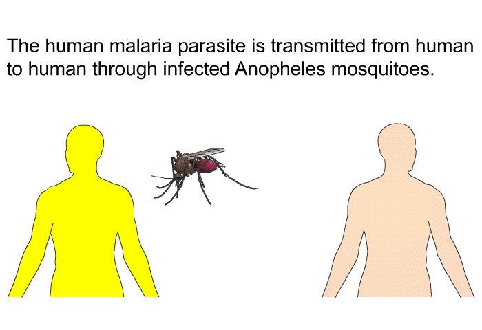 The human malaria parasite is transmitted from human to human through infected Anopheles mosquitoes.