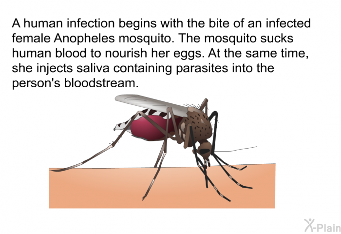 A human infection begins with the bite of an infected female <EM CLASS=