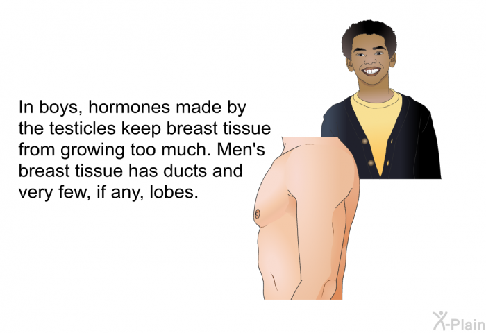 In boys, hormones made by the testicles keep breast tissue from growing too much. Men's breast tissue has ducts and very few, if any, lobes.