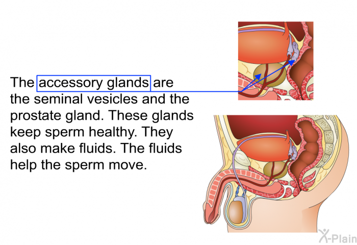 The accessory glands are the seminal vesicles and the prostate gland. These glands keep sperm healthy. They also make fluids. The fluids help the sperm move.