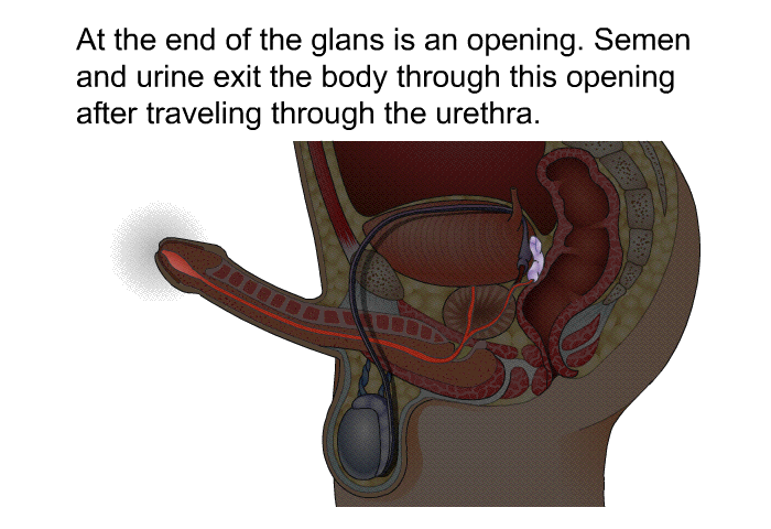 At the end of the glans is an opening. Semen and urine exit the body through this opening after traveling through the urethra.