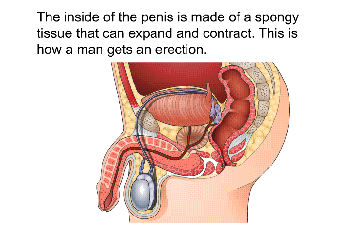 The inside of the penis is made of a spongy tissue that can expand and contract. This is how a man gets an erection.