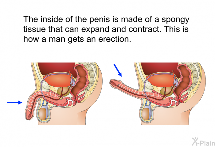 The inside of the penis is made of a spongy tissue that can expand and contract. This is how a man gets an erection.