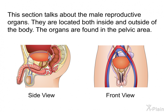 This section talks about the male reproductive organs. They are located both inside and outside of the body. The organs are found in the pelvic area.