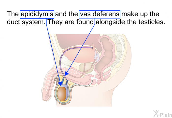 The epididymis and the vas deferens make up the duct system. They are found alongside the testicles.