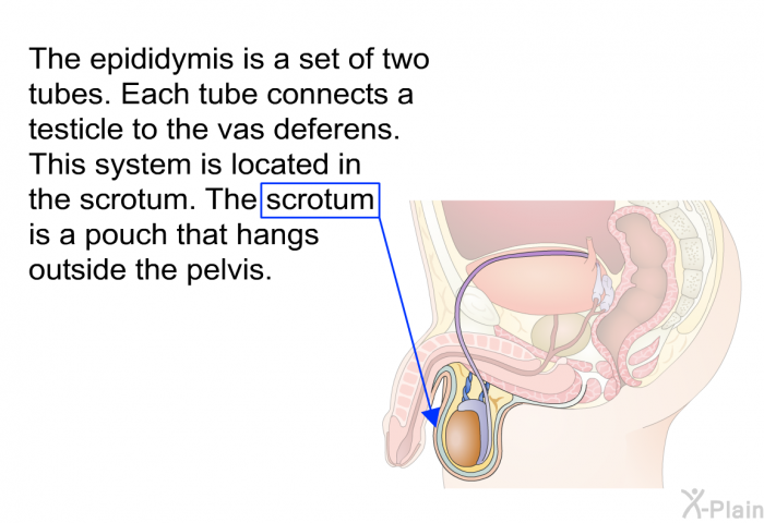 The epididymis is a set of two tubes. Each tube connects a testicle to the vas deferens. This system is located in the scrotum. The scrotum is a pouch that hangs outside the pelvis.