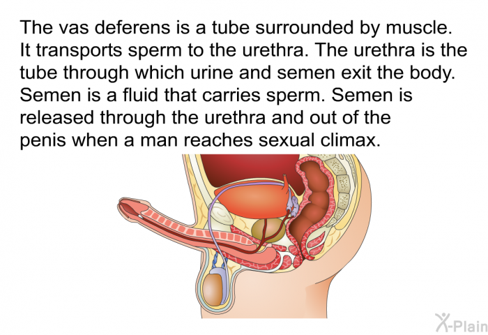 The vas deferens is a tube surrounded by muscle. It transports sperm to the urethra. The urethra is the tube through which urine and semen exit the body. Semen is a fluid that carries sperm. Semen is released through the urethra and out of the penis when a man reaches sexual climax.