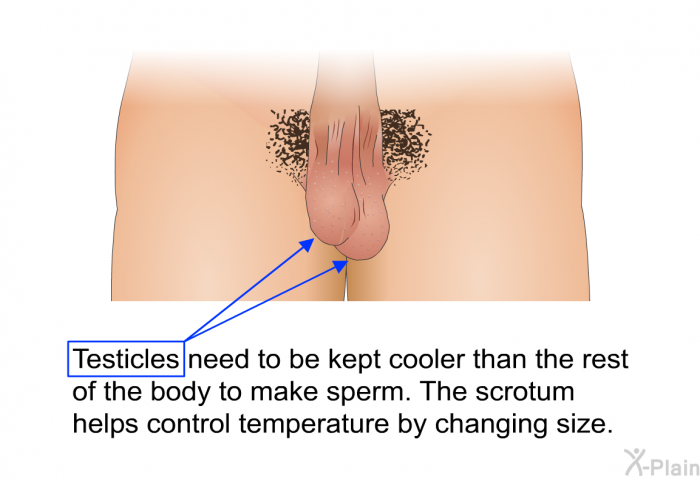 Testicles need to be kept cooler than the rest of the body to make sperm. The scrotum helps control temperature by changing size.