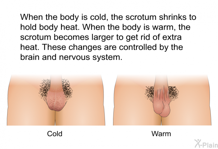 When the body is cold, the scrotum shrinks to hold body heat. When the body is warm, the scrotum becomes larger to get rid of extra heat. These changes are controlled by the brain and nervous system.