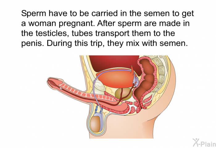 Sperm have to be carried in the semen to get a woman pregnant. After sperm are made in the testicles, tubes transport them to the penis. During this trip, they mix with semen.