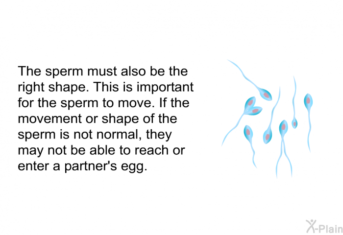 The sperm must also be the right shape. This is important for the sperm to move. If the movement or shape of the sperm is not normal, they may not be able to reach or enter a partner's egg.