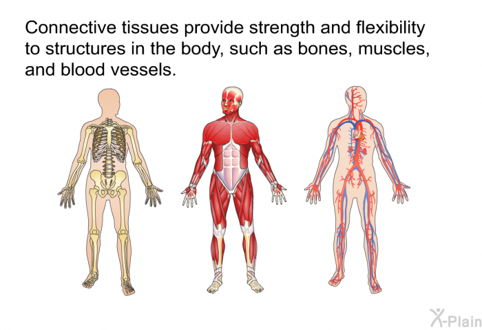 Connective tissues provide strength and flexibility to structures in the body, such as bones, muscles, and blood vessels.