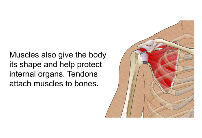 Muscles also give the body its shape and help protect internal organs. Tendons attach muscles to bones.