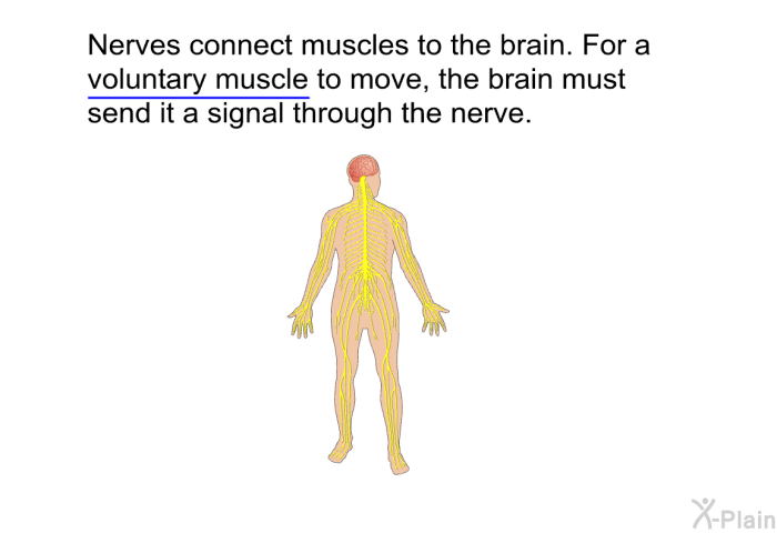 Nerves connect muscles to the brain. For a voluntary muscle to move, the brain must send it a signal through the nerve.
