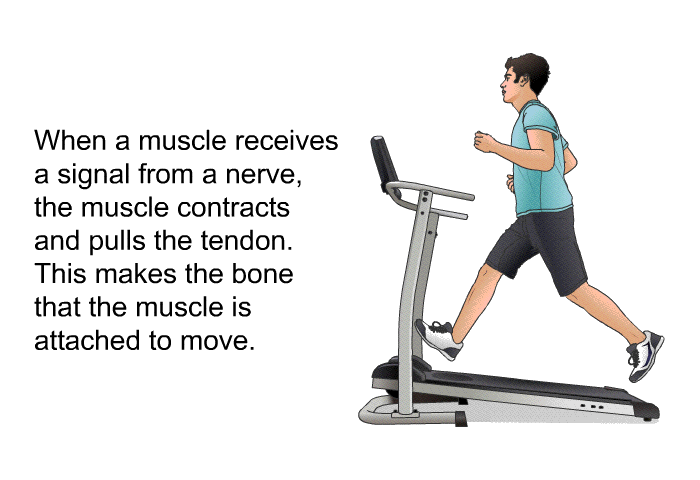 When a muscle receives a signal from a nerve, the muscle contracts and pulls the tendon. This makes the bone that the muscle is attached to move.
