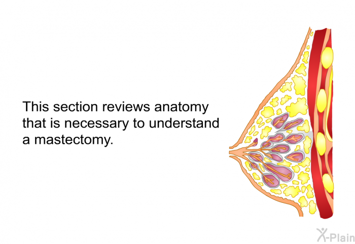 This section reviews anatomy that is necessary to understand a mastectomy.