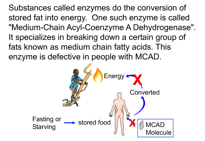 Substances called enzymes do the conversion of stored fat into energy. One such enzyme is called “Medium-Chain Acyl-Coenzyme A Dehydrogenase”. It specializes in breaking down a certain group of fats known as medium chain fatty acids. This enzyme is defective in people with MCAD.