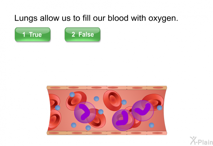 Lungs allow us to fill our blood with oxygen. (true/false; repeat)