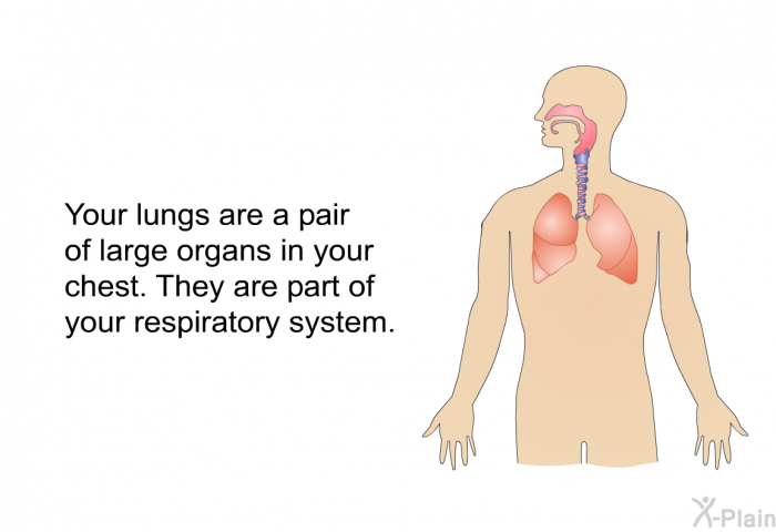 Your lungs are a pair of large organs in your chest. They are part of your respiratory system.