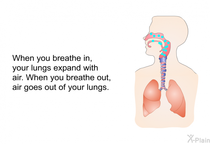 When you breathe in, your lungs expand with air. When you breathe out, air goes out of your lungs.