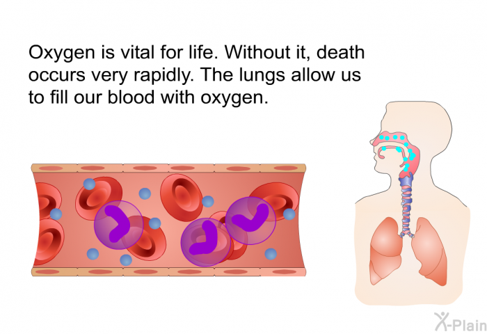 Oxygen is vital for life. Without it, death occurs very rapidly. The lungs allow us to fill our blood with oxygen.