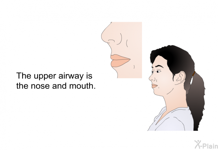 The upper airway is the nose and mouth.