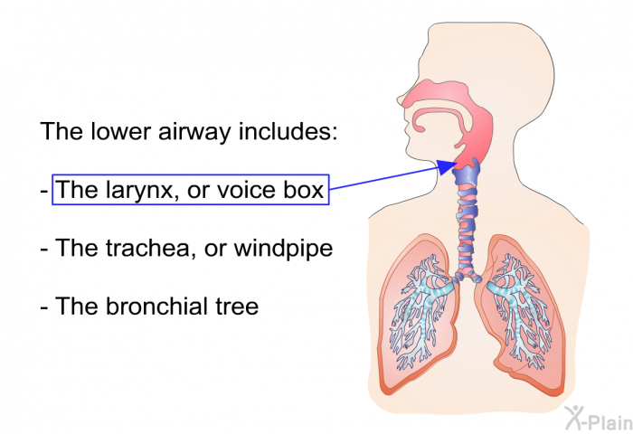The lower airway includes:  The larynx, or voice box The trachea, or windpipe The bronchial tree