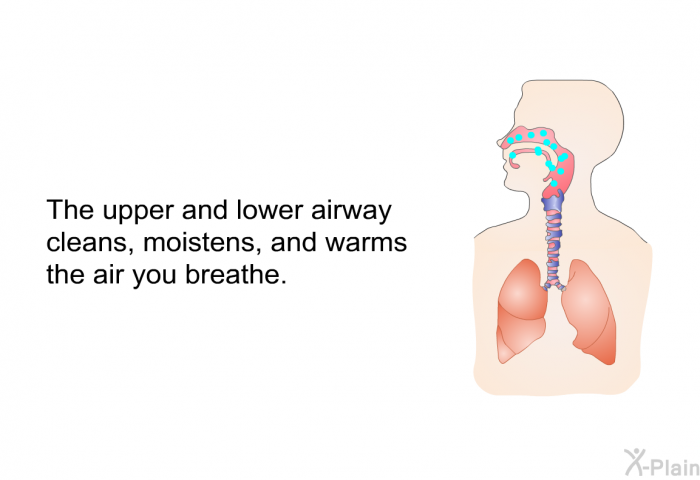 The upper and lower airway cleans, moistens, and warms the air you breathe.