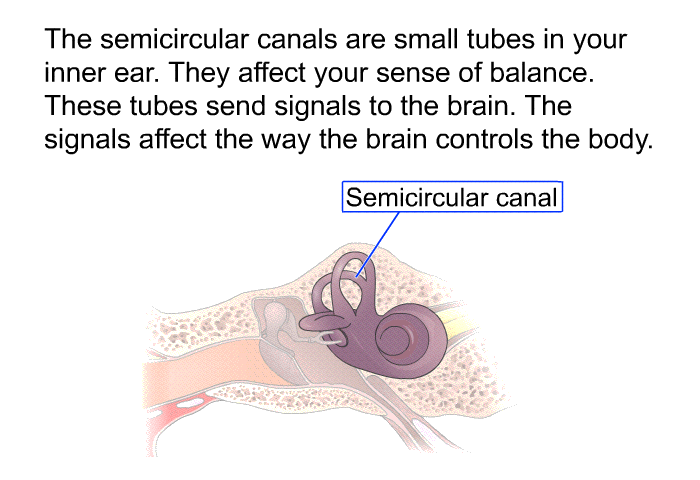 The semicircular canals are small tubes in your inner ear. They affect your sense of balance. These tubes send signals to the brain. The signals affect the way the brain controls the body.