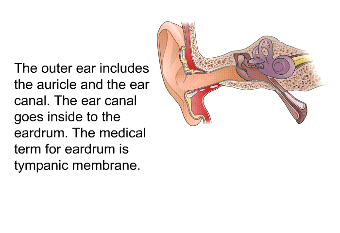 The outer ear includes the auricle and the ear canal. The ear canal goes inside to the eardrum. The medical term for eardrum is tympanic membrane.