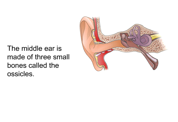 The middle ear is made of three small bones called the ossicles.