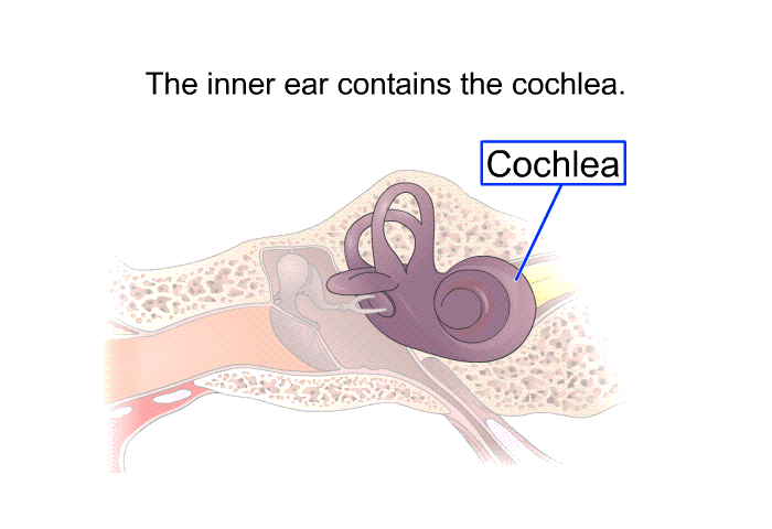 The inner ear contains the cochlea.