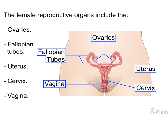 The female reproductive organs include the:  Ovaries. Fallopian tubes. Uterus. Cervix. Vagina.