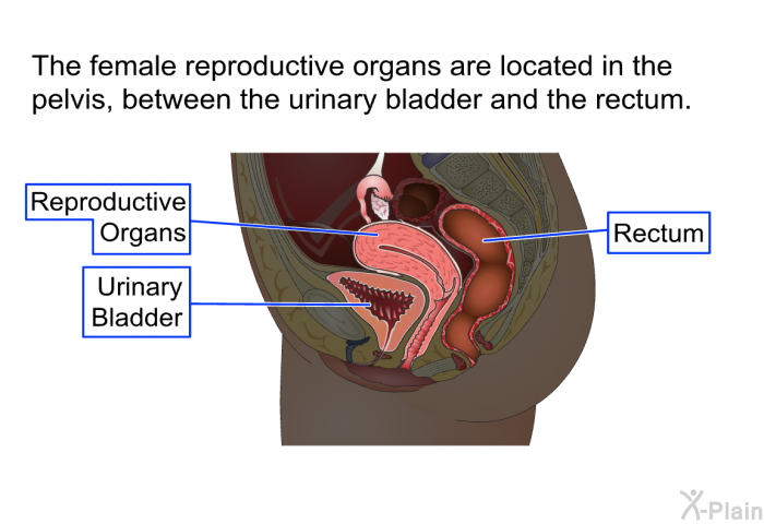 The female reproductive organs are located in the pelvis, between the urinary bladder and the rectum.