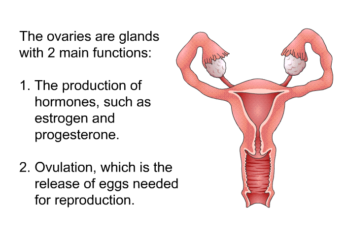 The ovaries are glands with 2 main functions:  The production of hormones, such as estrogen and progesterone. Ovulation, which is the release of eggs needed for reproduction.
