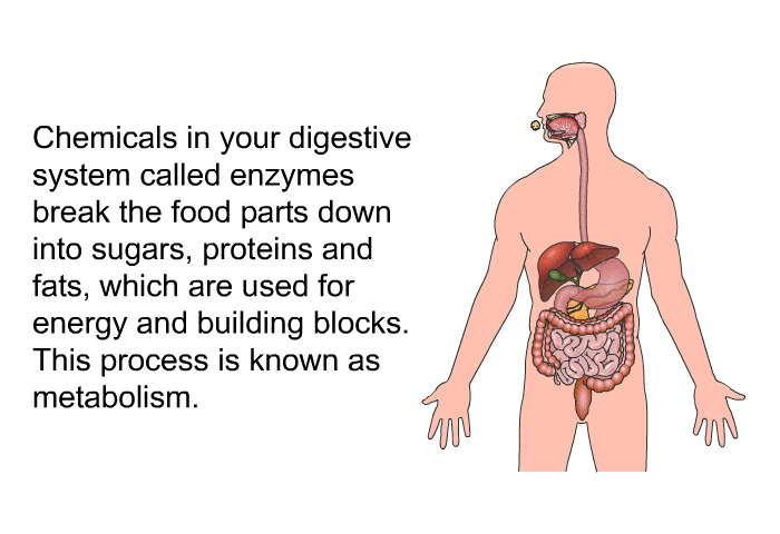 Chemicals in your digestive system called enzymes break the food parts down into sugars, proteins and fats, which are used for energy and building blocks. This process is known as metabolism.