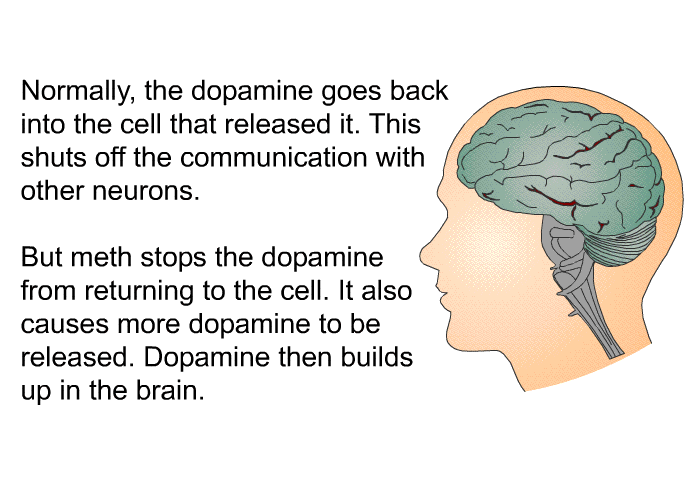 Normally, the dopamine goes back into the cell that released it. This shuts off the communication with other neurons. But meth stops the dopamine from returning to the cell. It also causes more dopamine to be released. Dopamine then builds up in the brain.