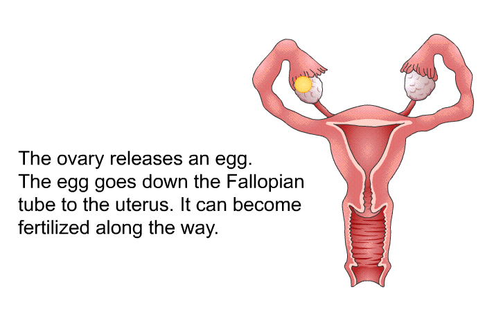 The ovary releases an egg. The egg goes down the Fallopian tube to the uterus. It can become fertilized along the way.