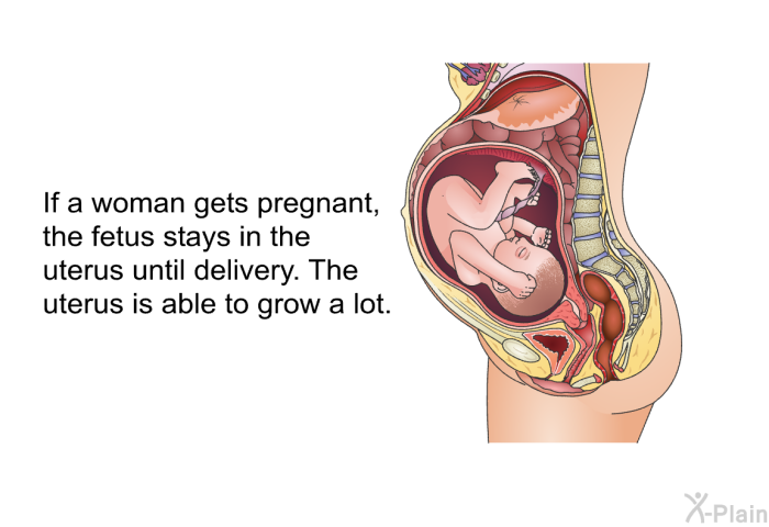 If a woman gets pregnant, the fetus stays in the uterus until delivery. The uterus is able to grow a lot.