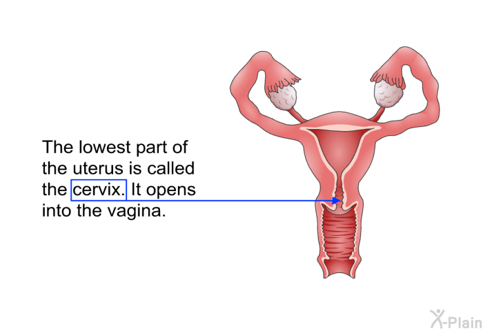 The lowest part of the uterus is called the cervix. It opens into the vagina.