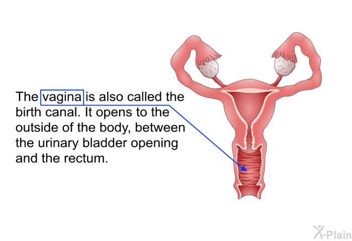 The vagina is also called the birth canal. It opens to the outside of the body, between the urinary bladder opening and the rectum.