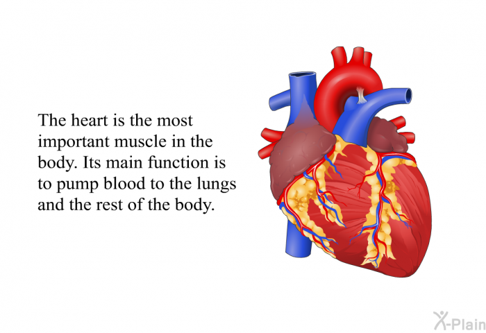 The heart is the most important muscle in the body. Its main function is to pump blood to the lungs and the rest of the body.