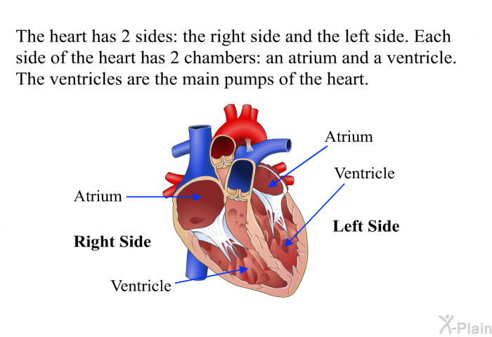 The heart has 2 sides: the right side and the left side. Each side of the heart has 2 chambers: an atrium and a ventricle. The ventricles are the main pumps of the heart.