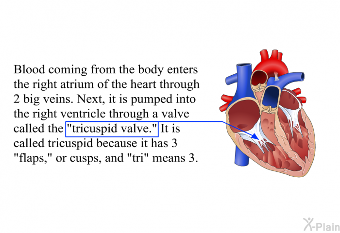 Blood coming from the body enters the right atrium of the heart through 2 big veins. Next, it is pumped into the right ventricle through a valve called the “tricuspid valve.” It is called tricuspid because it has 3 “flaps,” or cusps, and “tri” means 3.