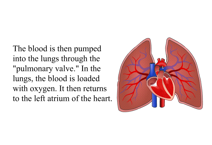 The blood is then pumped into the lungs through the “pulmonary valve.” In the lungs, the blood is loaded with oxygen. It then returns to the left atrium of the heart.