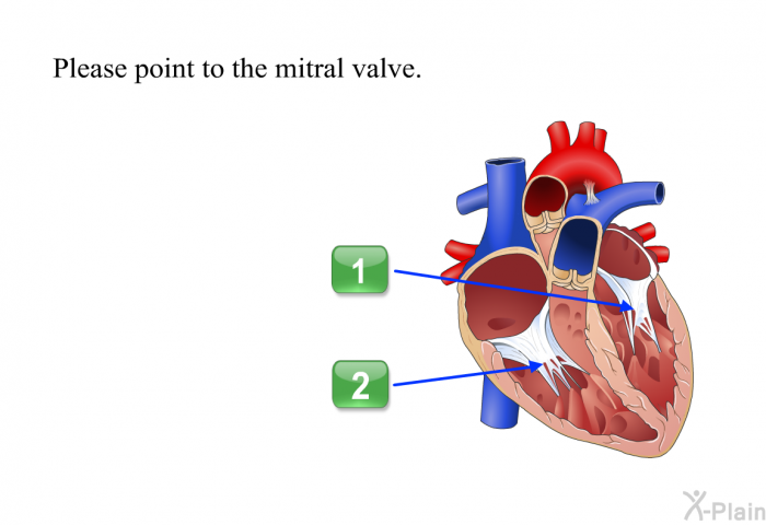 Please point to the mitral valve.