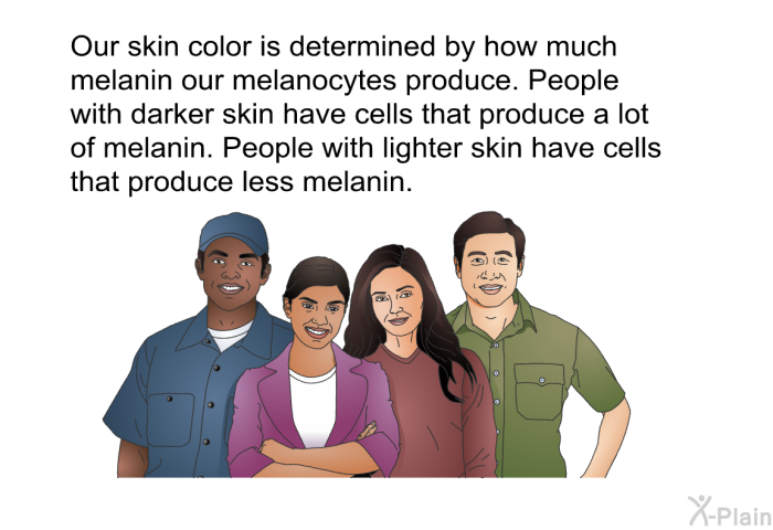 Our skin color is determined by how much melanin our melanocytes produce. People with darker skin have cells that produce a lot of melanin. People with lighter skin have cells that produce less melanin.