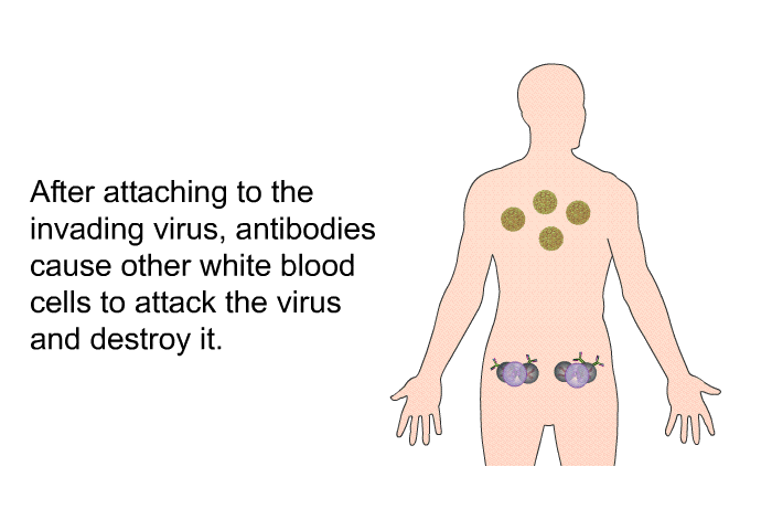 After attaching to the invading virus, antibodies cause other white blood cells to attack the virus and destroy it.