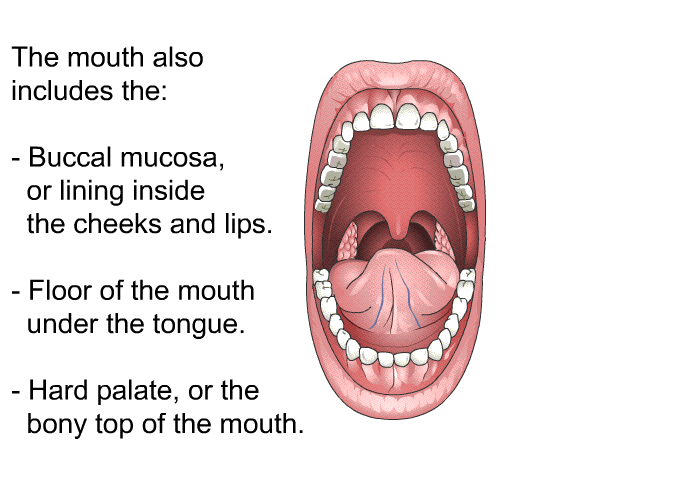 The mouth also includes the:  Buccal mucosa, or lining inside the cheeks and lips. Floor of the mouth under the tongue. Hard palate, or the bony top of the mouth.